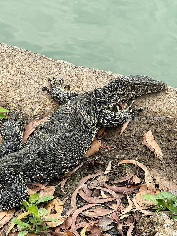 亚洲水蜥(Varanus salvator)的特写图像，在湖岸的泥土上晒日光浴，高架视图，聚焦于前景